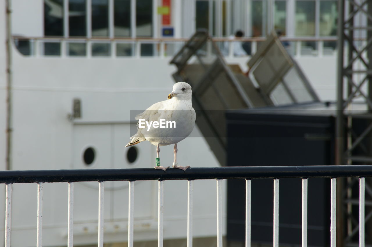 bird, animal themes, animal, animal wildlife, wildlife, one animal, perching, railing, focus on foreground, seagull, architecture, no people, white, day, gull, dove - bird, built structure, metal, outdoors, building exterior, nature