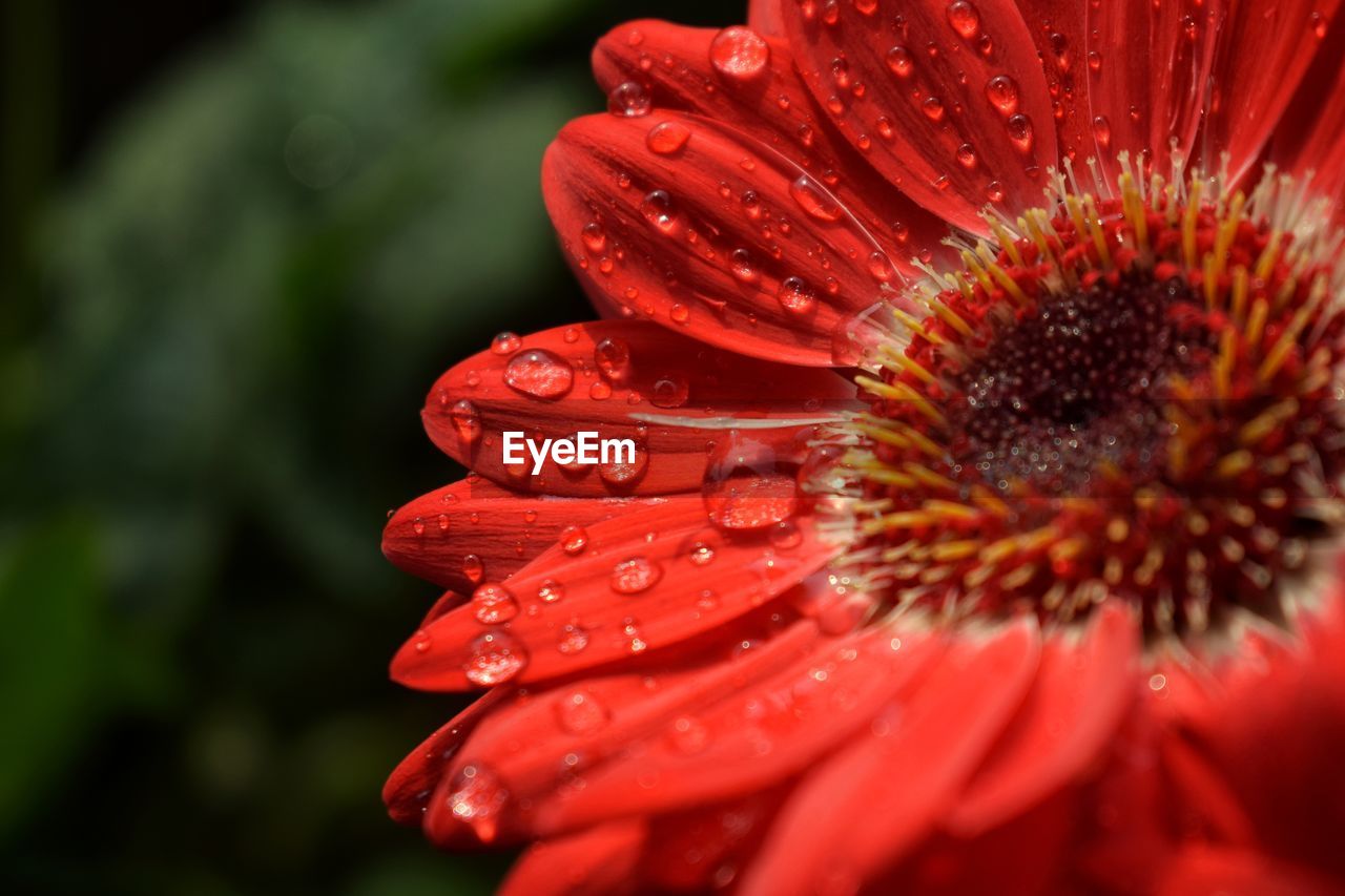 Close-up of wet red flower