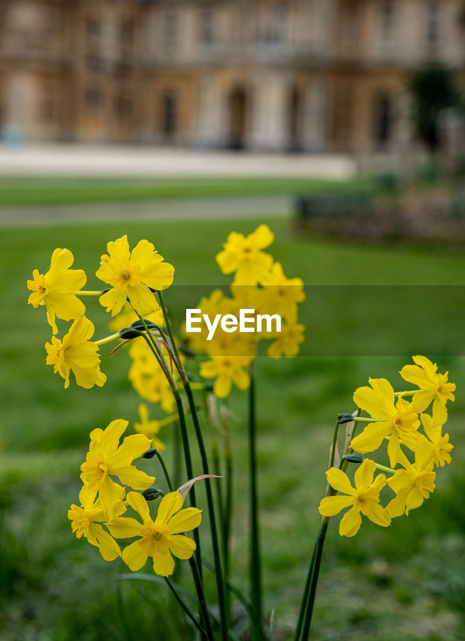flower, flowering plant, yellow, plant, freshness, beauty in nature, nature, focus on foreground, architecture, close-up, fragility, flower head, building exterior, daffodil, built structure, no people, springtime, growth, outdoors, meadow, travel destinations, day, inflorescence, petal, blossom, grass, field, wildflower