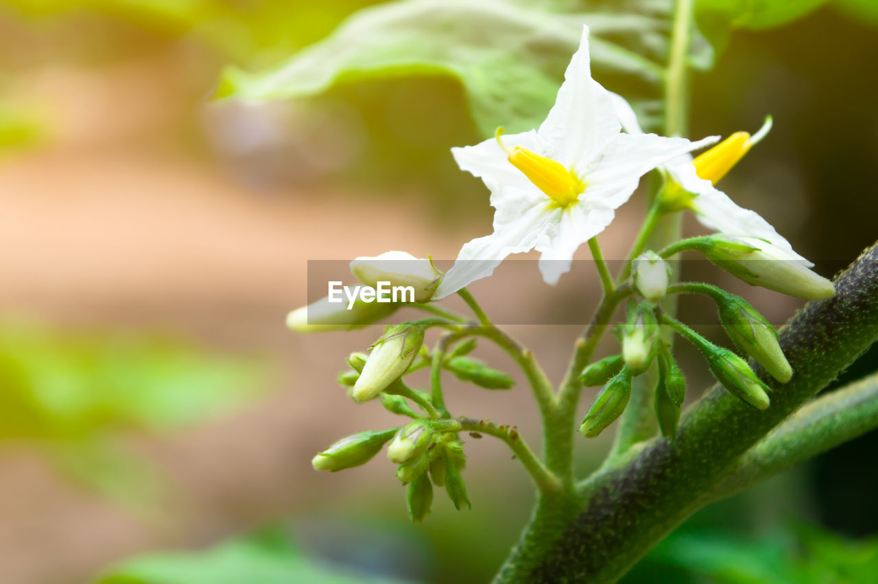Close-up of flowers blooming outdoors