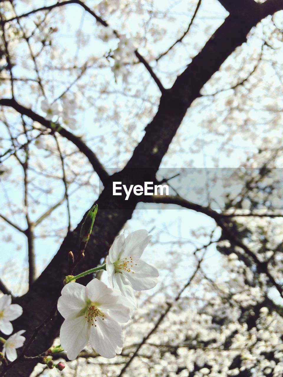 Low angle view of flowers growing on tree