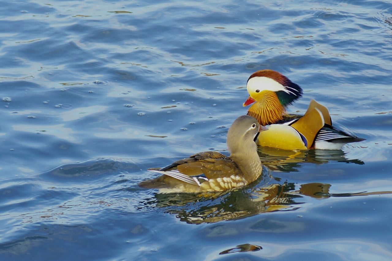 HIGH ANGLE VIEW OF BIRD IN LAKE