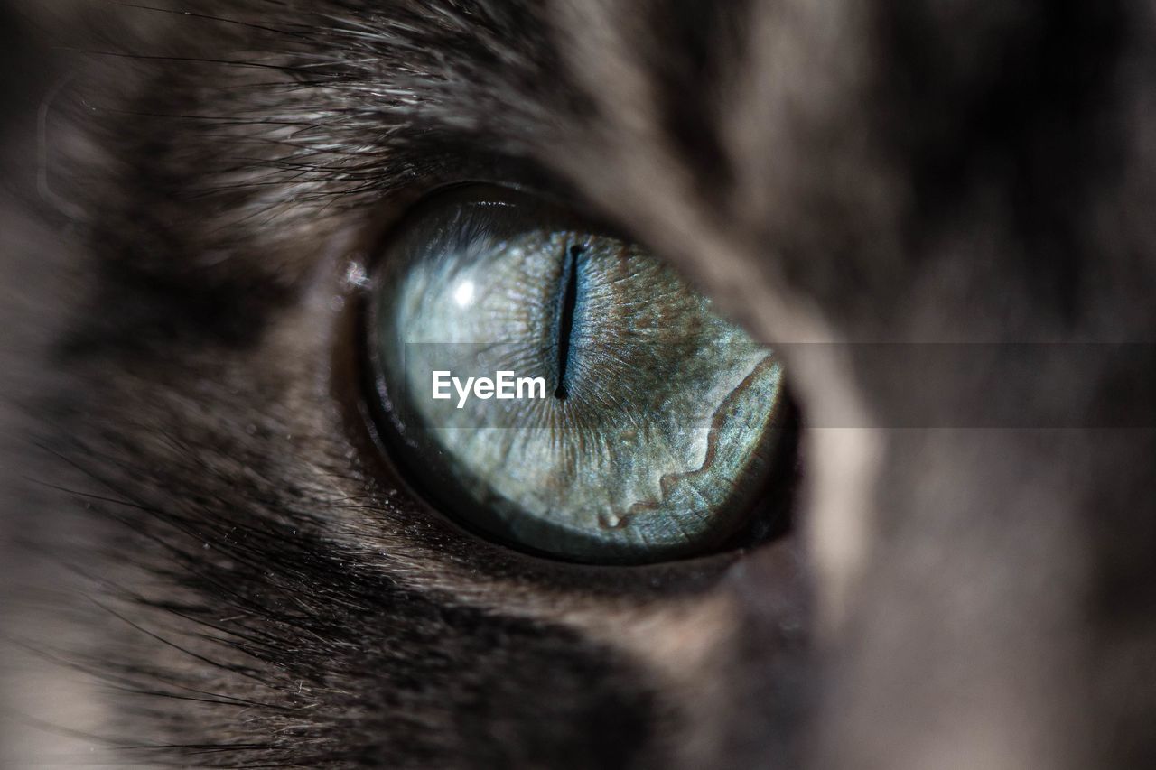 EXTREME CLOSE-UP OF CAT