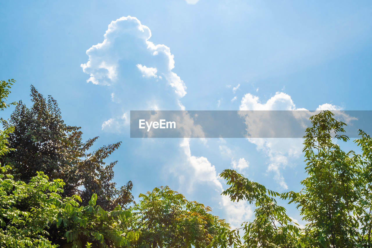 LOW ANGLE VIEW OF TREE AGAINST SKY