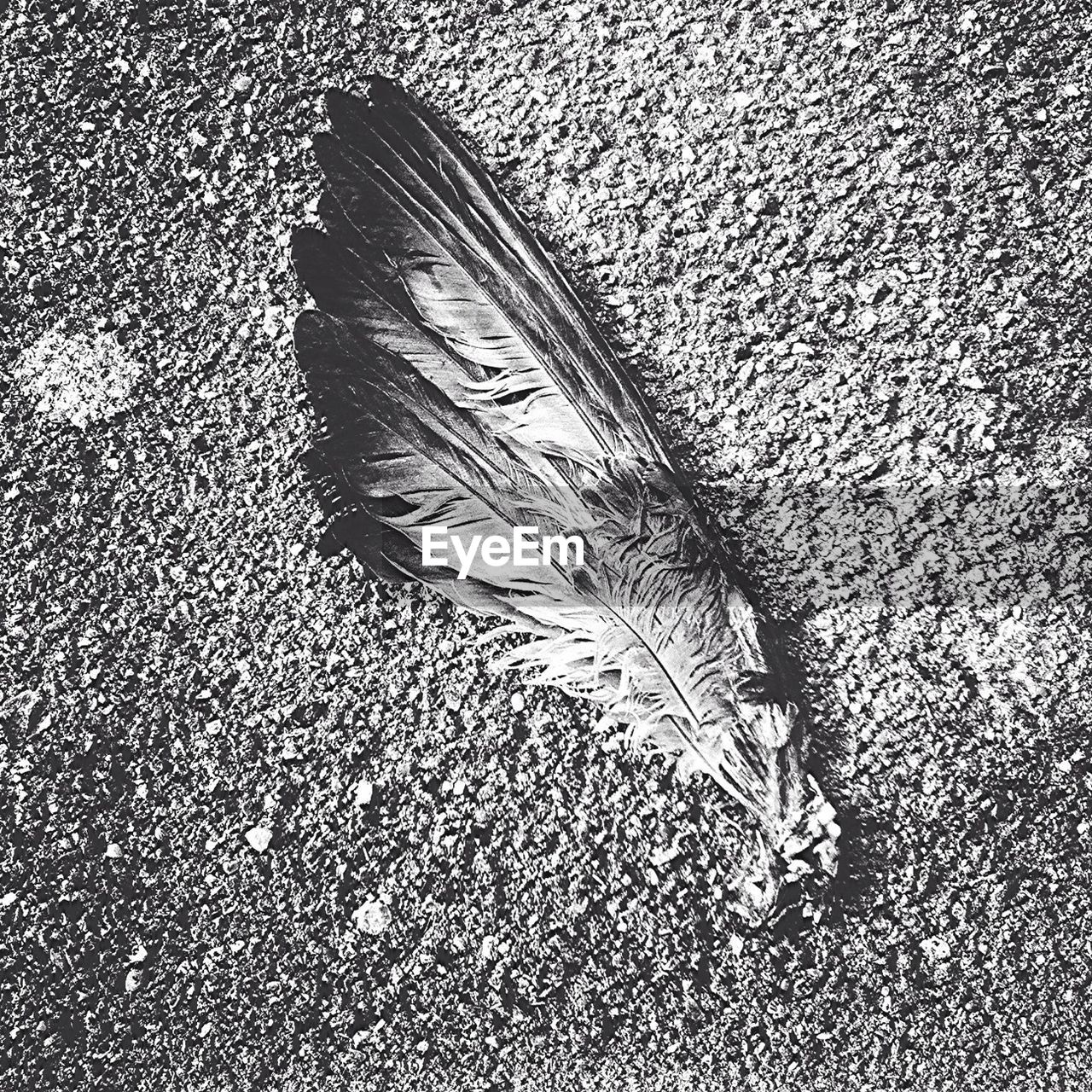 Close-up of feather on ground