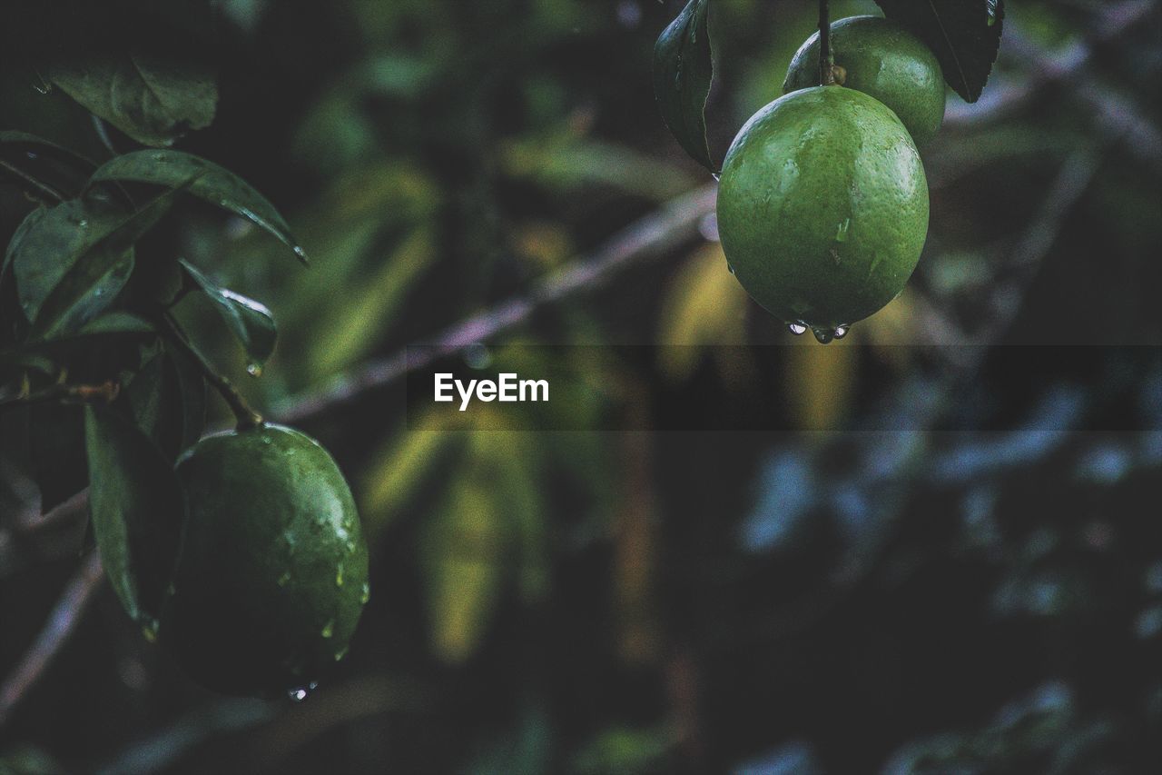 Close-up of wet fruits on tree