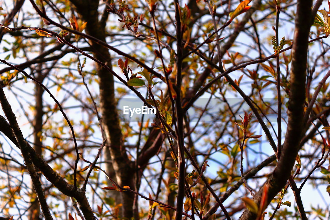 Low angle view of bare tree against sky