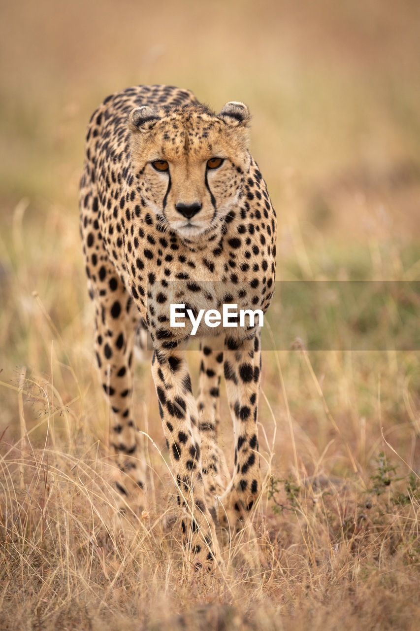 Portrait of cheetah walking on field