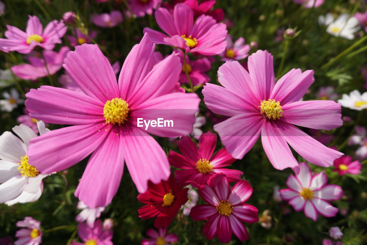 CLOSE-UP OF PINK FLOWERS BLOOMING