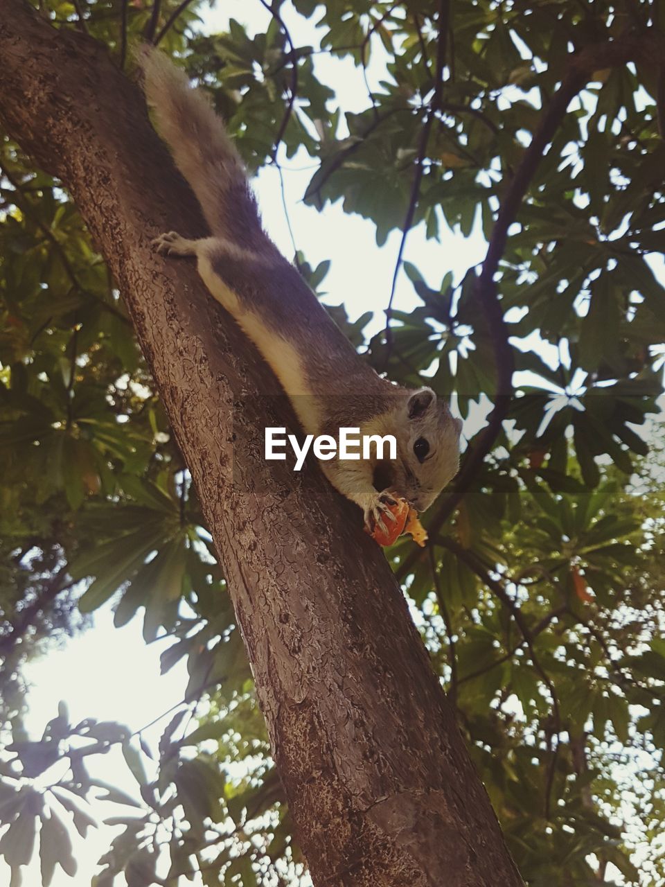LOW ANGLE VIEW OF A SQUIRREL ON TREE