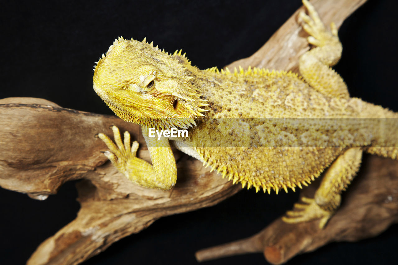 Close-up of bearded dragon on branch against black background