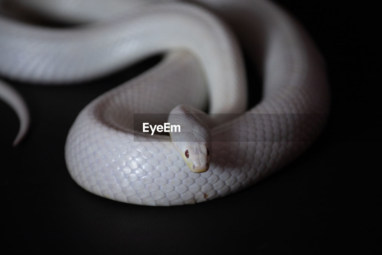 HIGH ANGLE VIEW OF SNAKE ON BLACK BACKGROUND