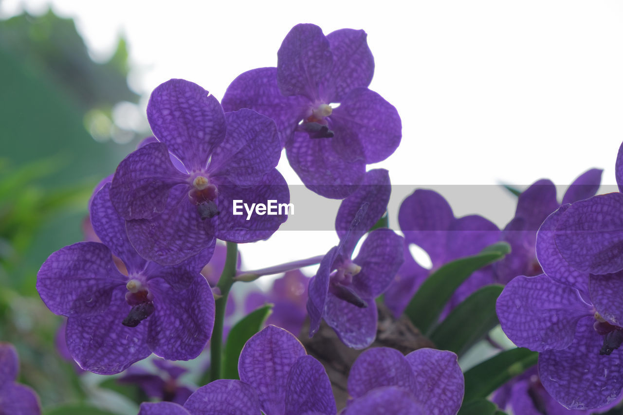 Vanda orchids flowers