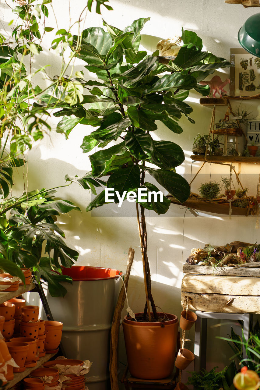 Ficus lyrata plant in terracotta pot on sale in flower shop for home or apartment. sun light.