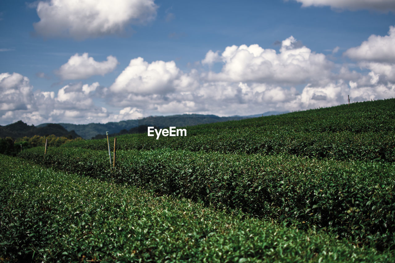 SCENIC VIEW OF FIELD AGAINST CLOUDY SKY