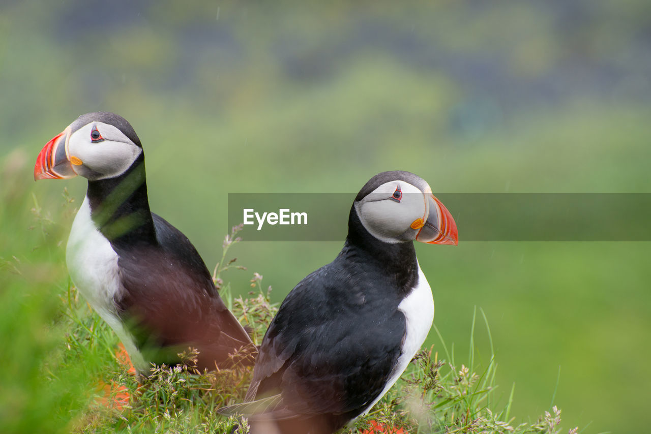 Close-up of birds perching on grass