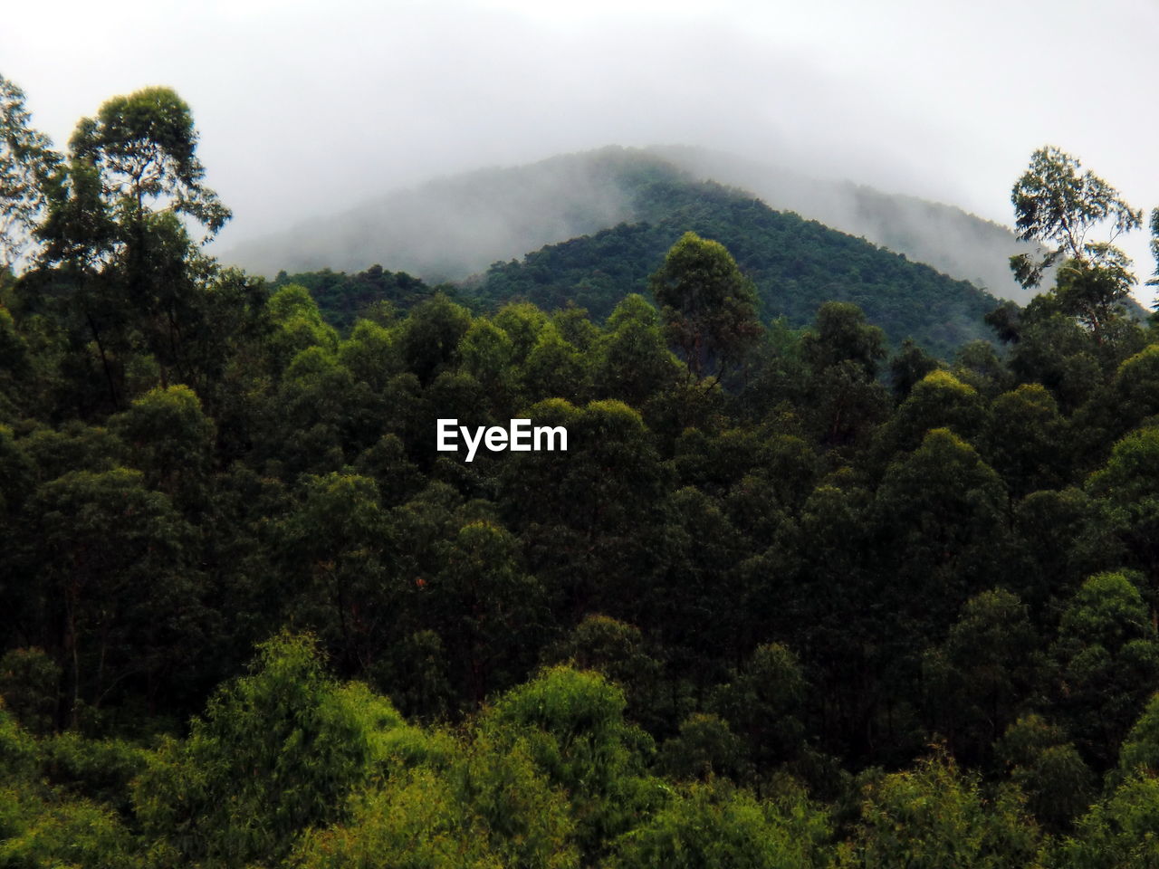 LOW ANGLE VIEW OF TREES ON MOUNTAIN