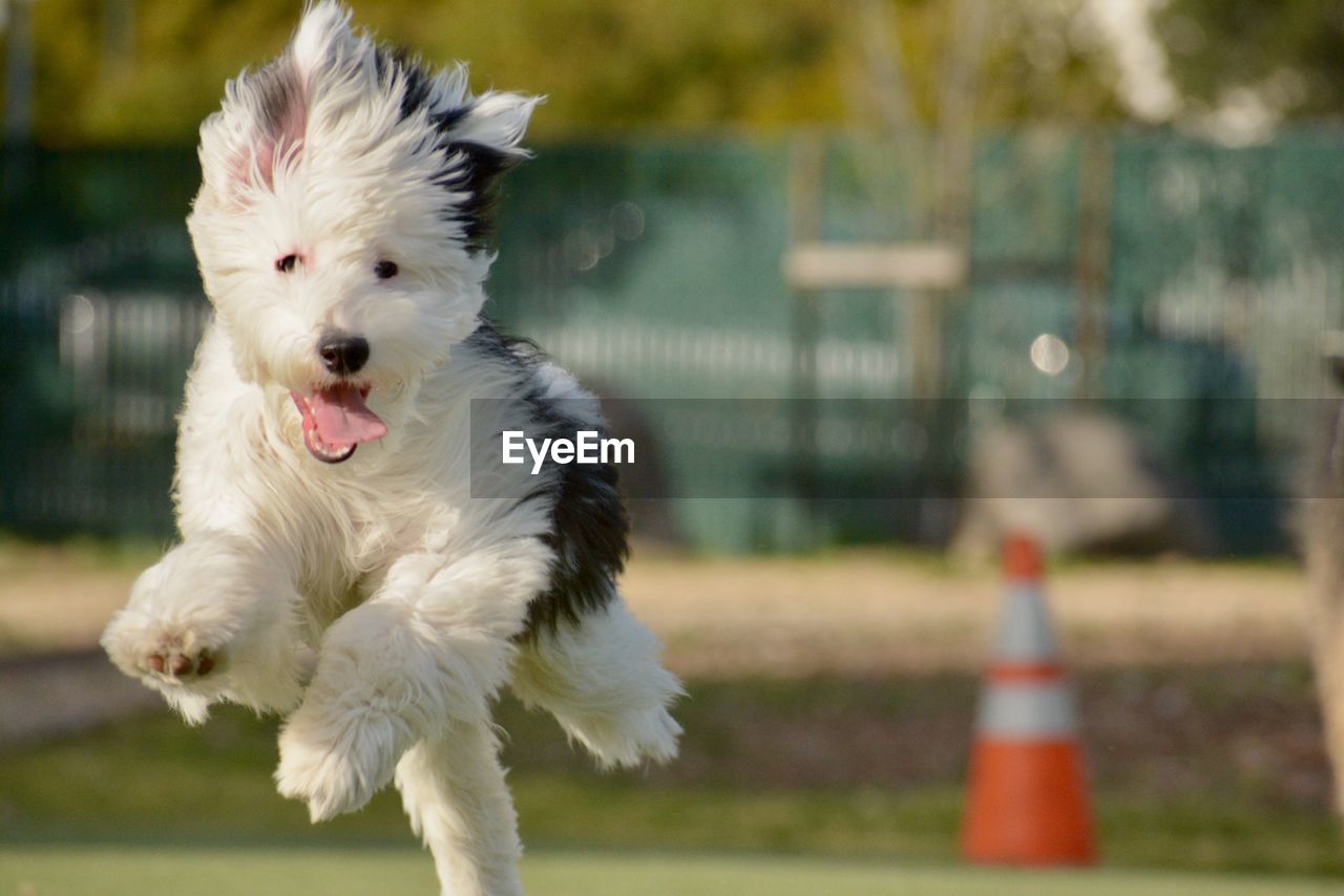 WHITE DOG RUNNING IN A MOUTH