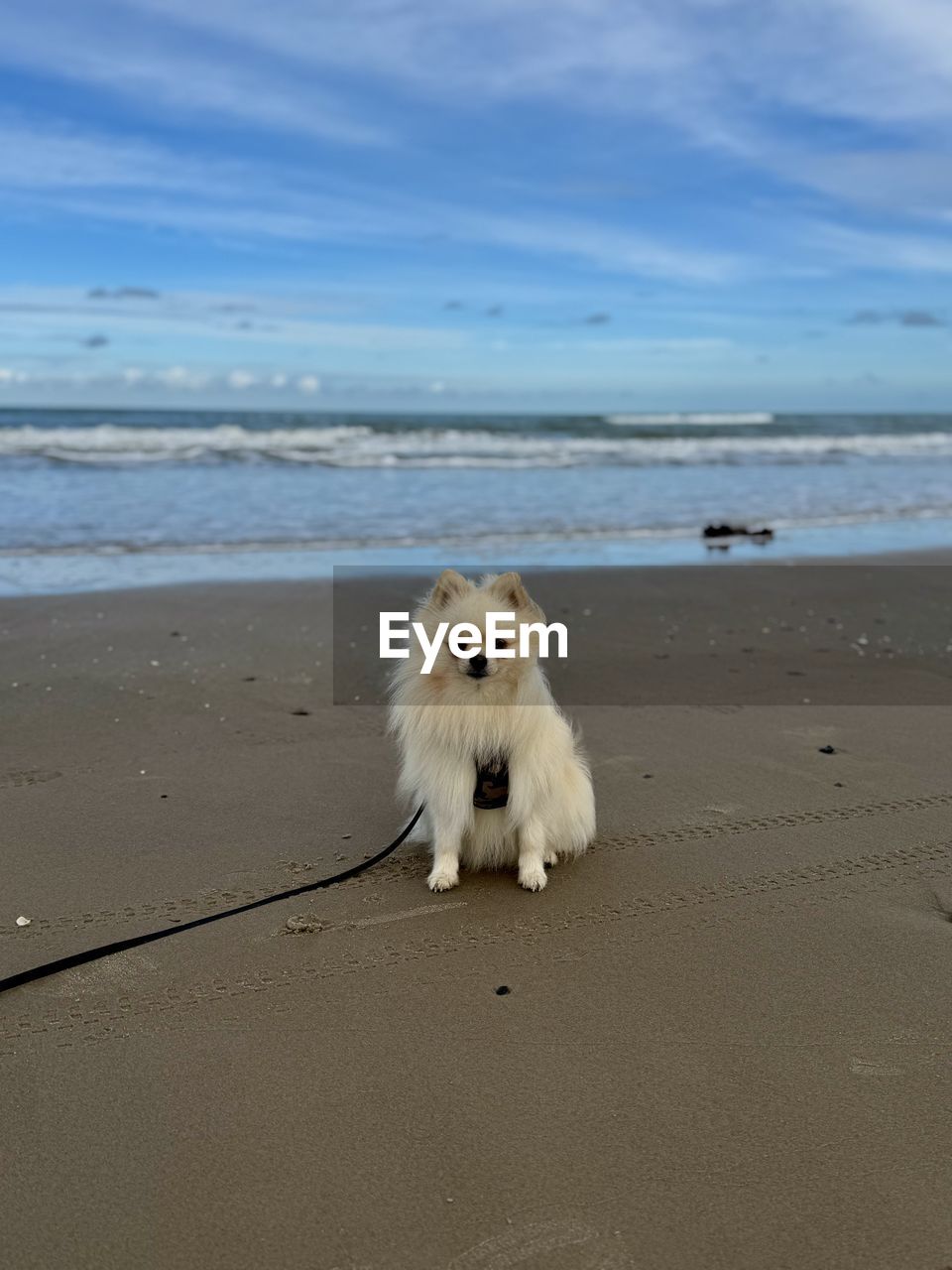 animal, animal themes, one animal, mammal, beach, land, sea, dog, pet, water, domestic animals, sand, canine, sky, nature, ocean, carnivore, no people, coast, horizon, horizon over water, motion, looking at camera, portrait, cloud, day, beauty in nature, scenics - nature, wave, outdoors, animal wildlife, animal hair