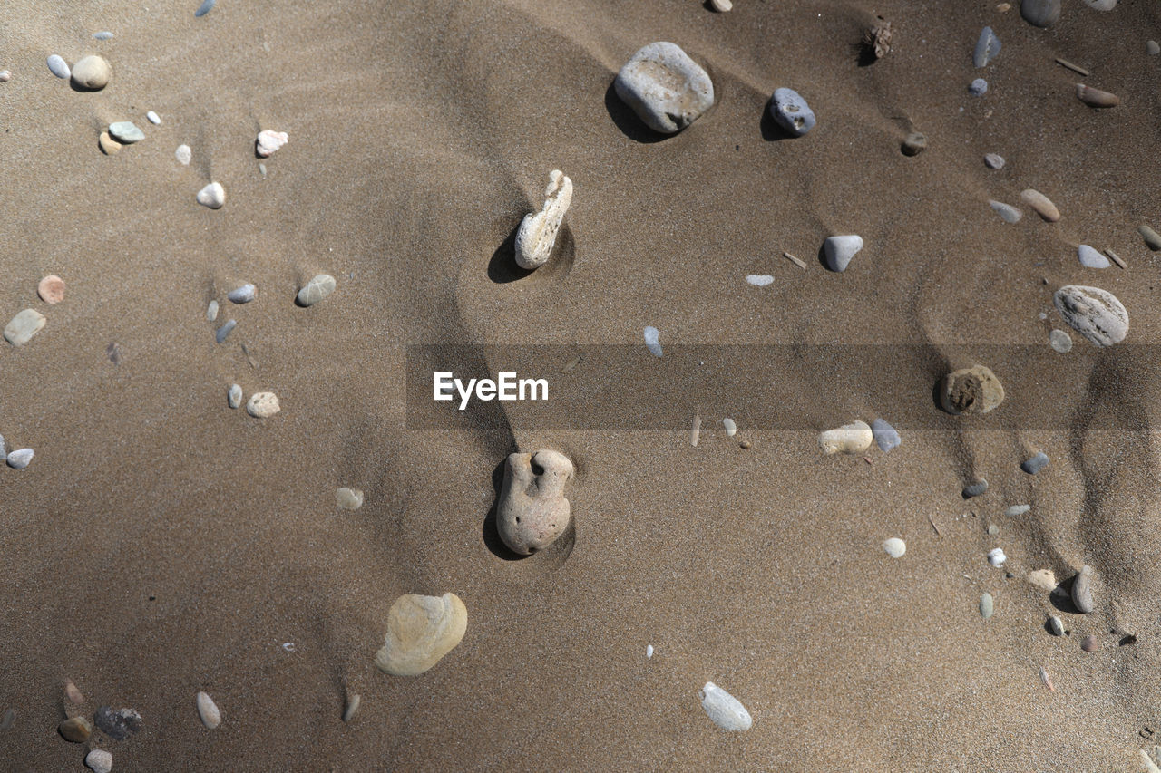 HIGH ANGLE VIEW OF SHELLS ON SAND