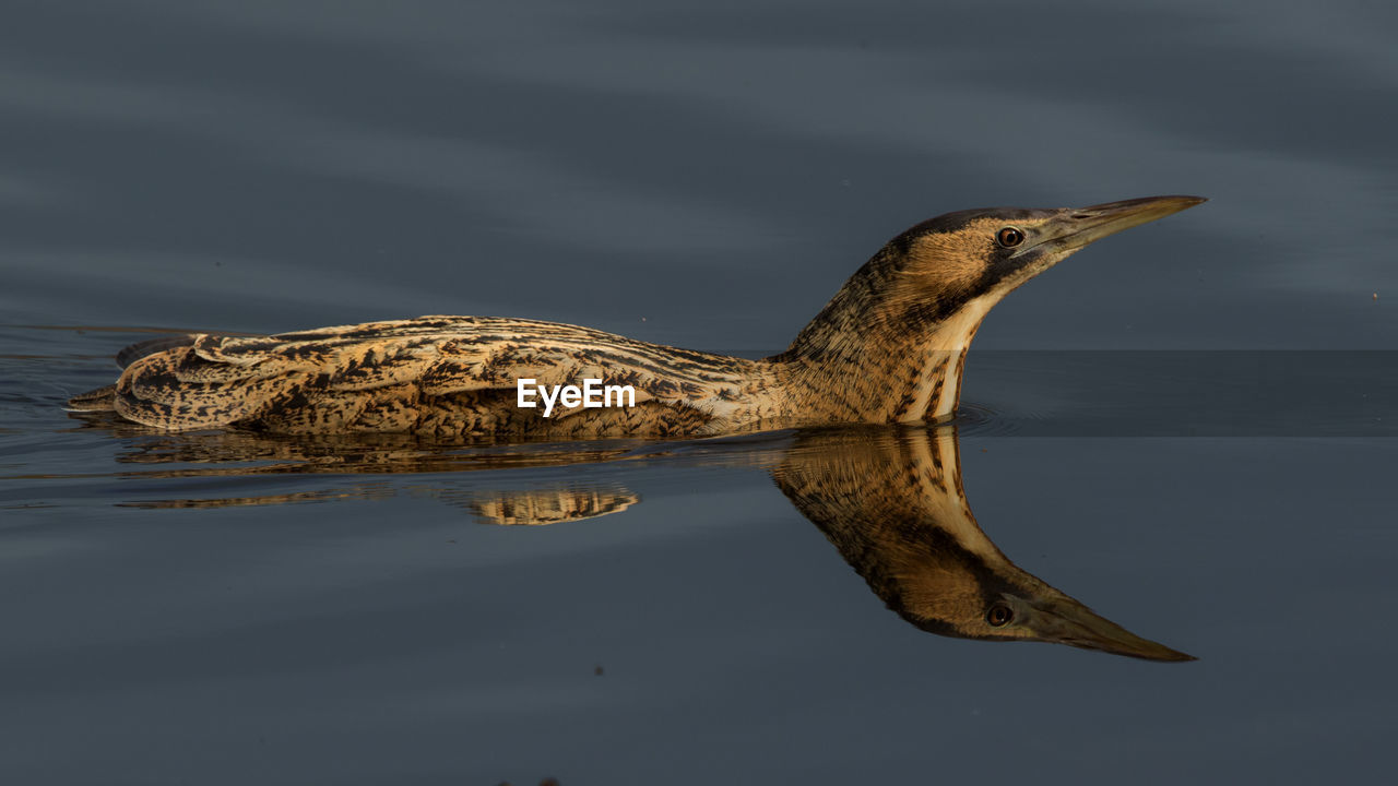 Close-up of duck swimming in water