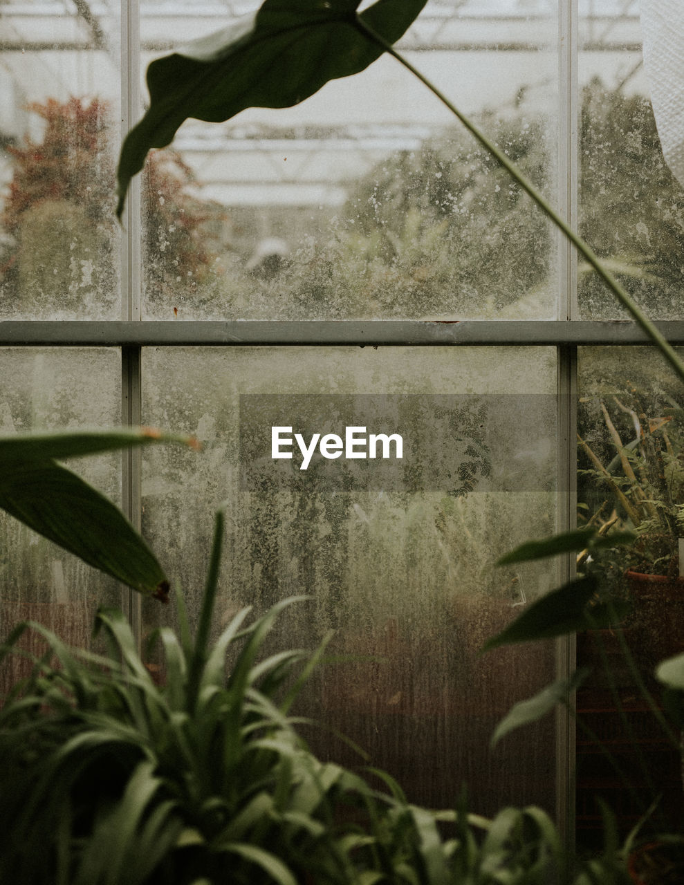 Close-up of plants in greenhouse