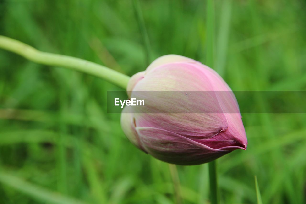 CLOSE UP OF FLOWER