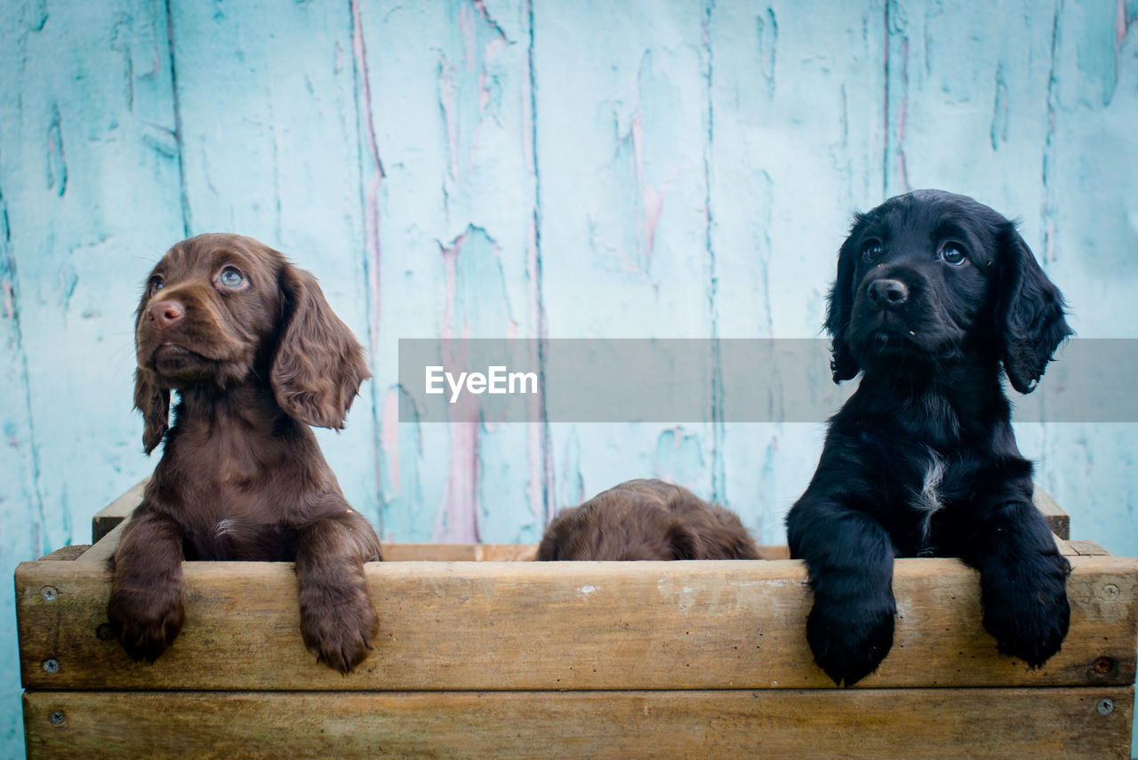 Close-up of puppies against wooden wall