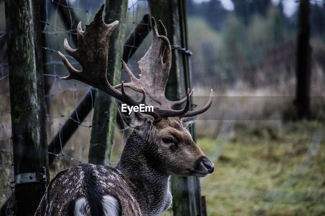 Deer at zoo