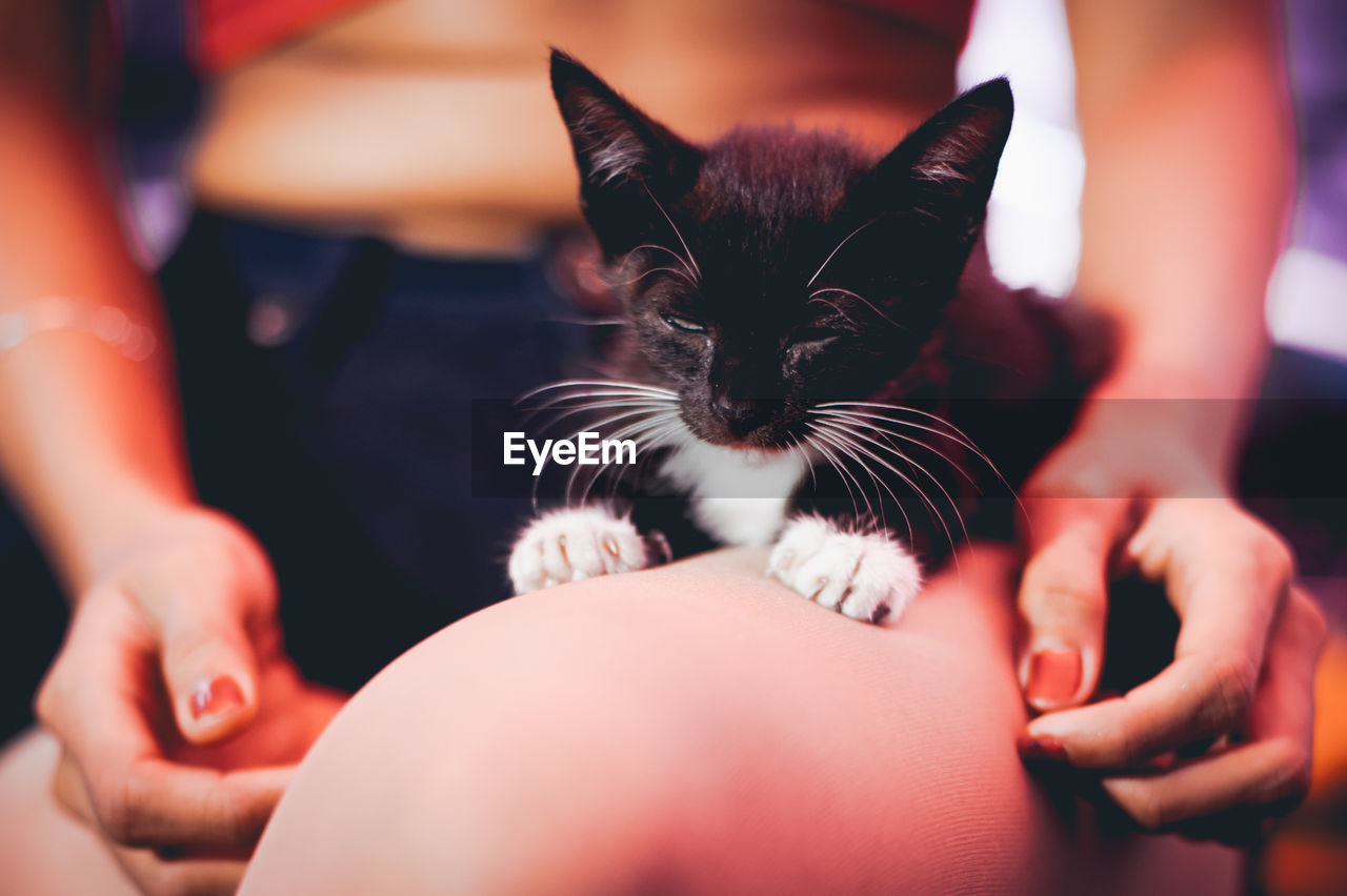 Midsection of woman with kitten sitting at home