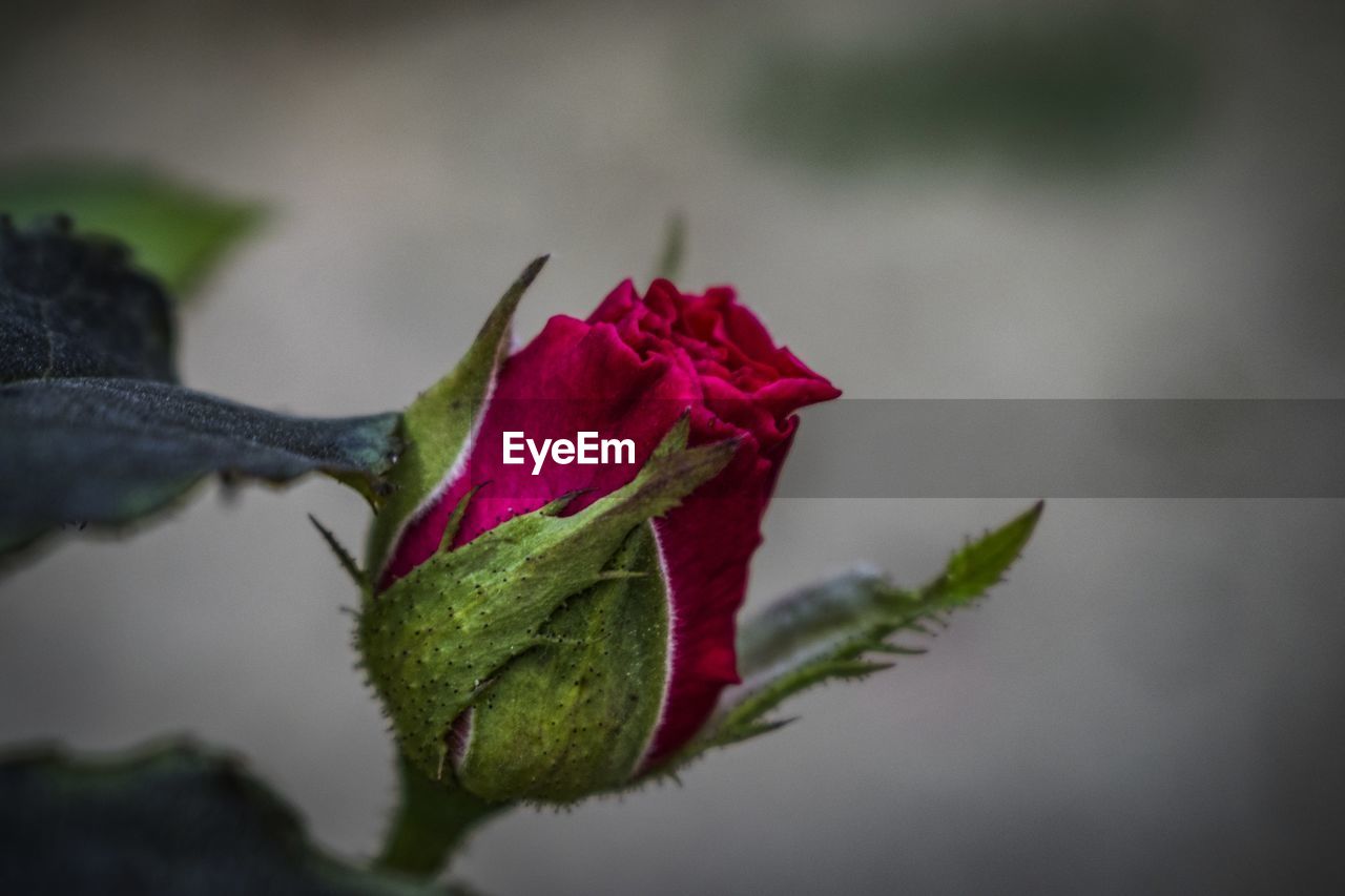 CLOSE-UP OF RED ROSE PLANT
