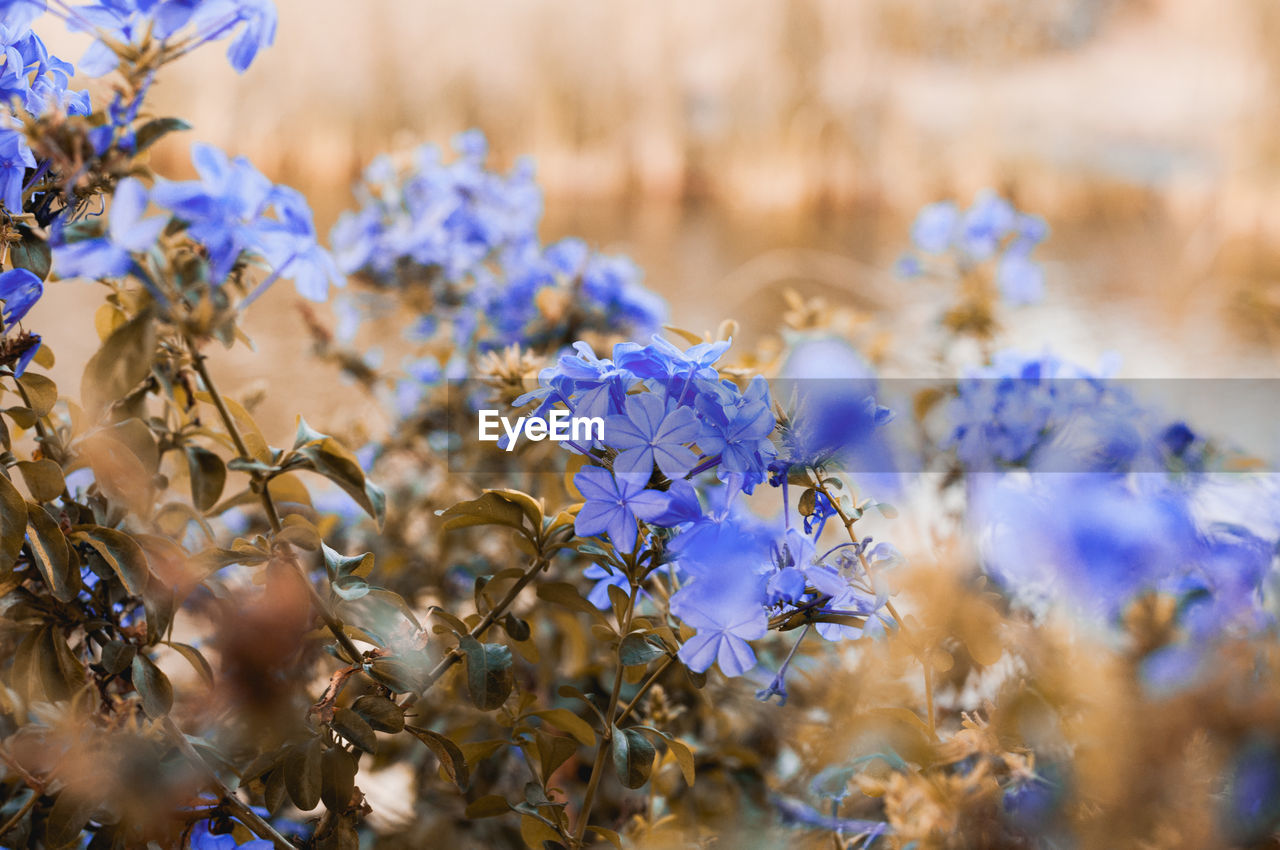 Close-up of purple flowering plant