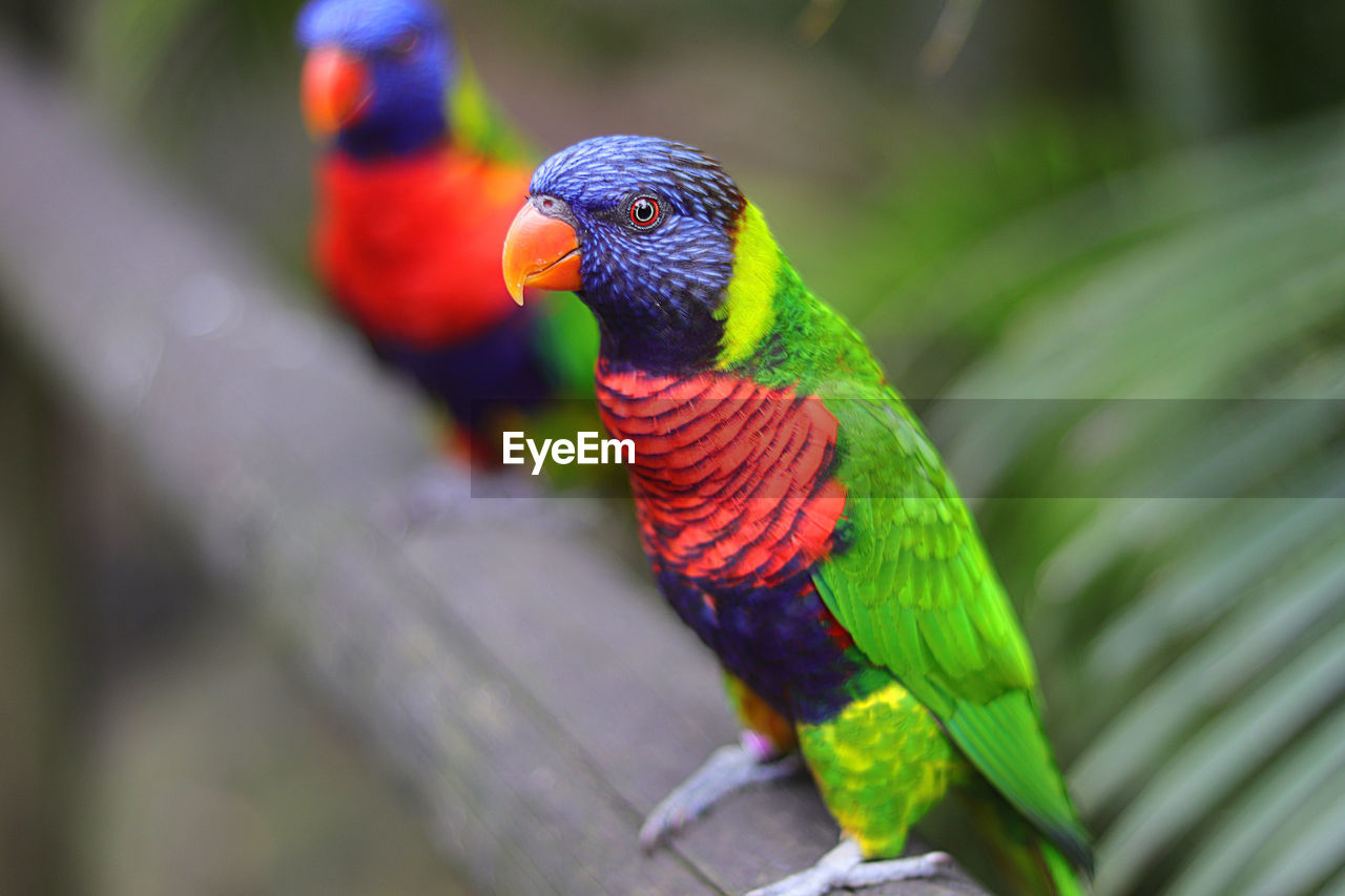 Close-up of parrot perching on wood