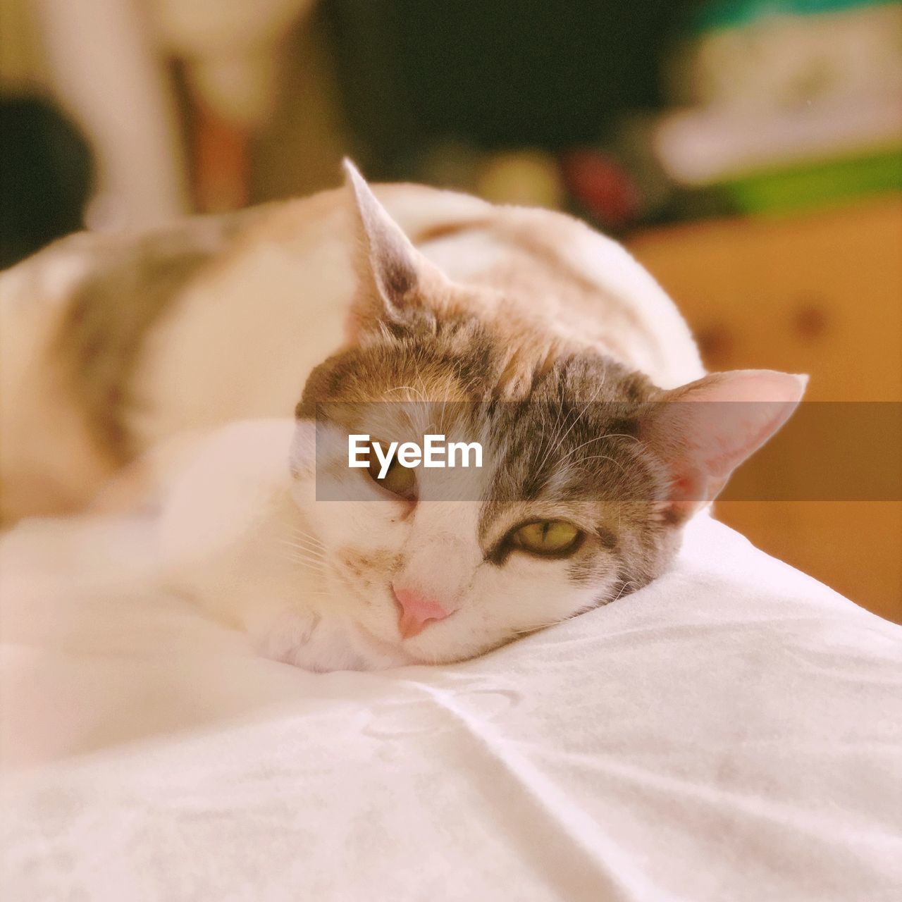 Close-up of cat resting on bed