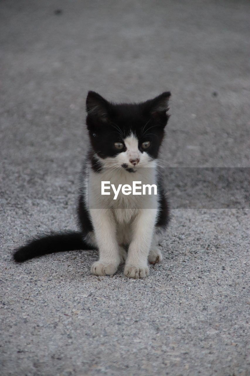 PORTRAIT OF CAT SITTING ON CITY STREET