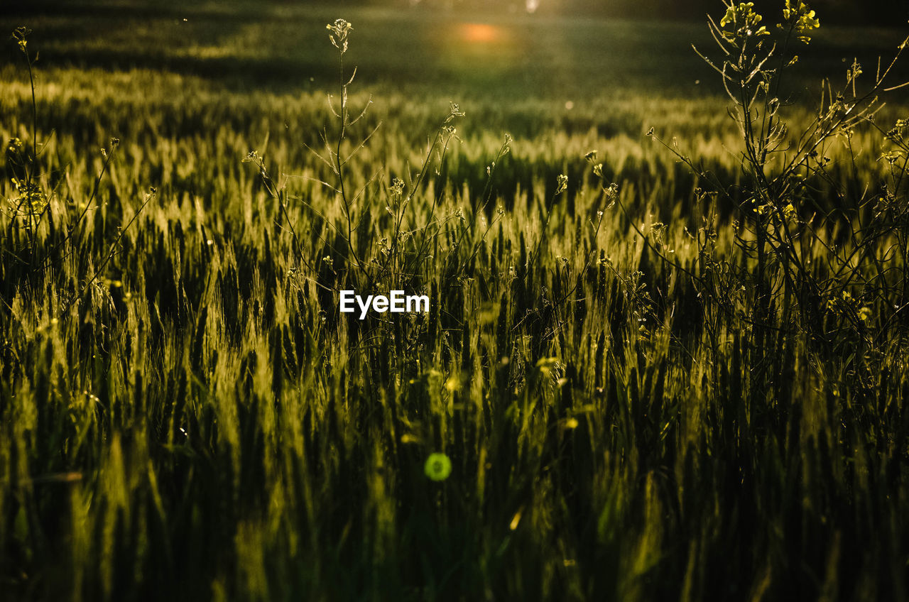 Grass growing in field