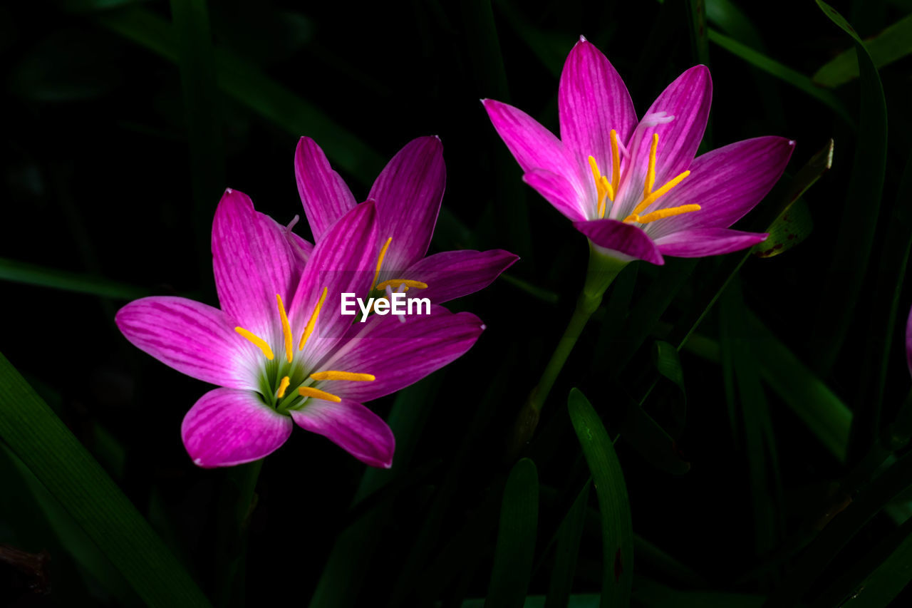 CLOSE-UP OF PINK CROCUS FLOWERS IN BLOOM