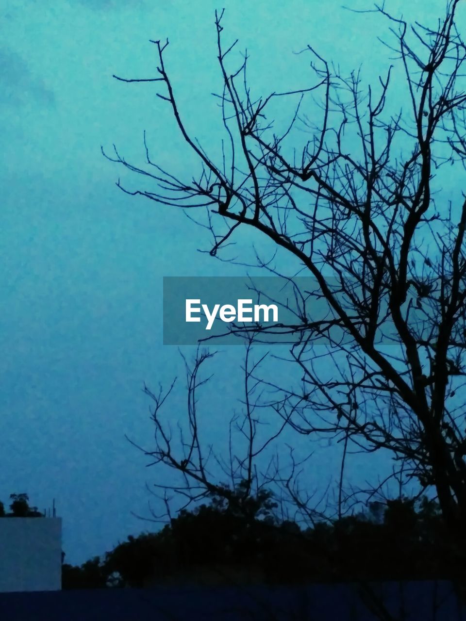 SILHOUETTE OF BARE TREE AGAINST BLUE SKY