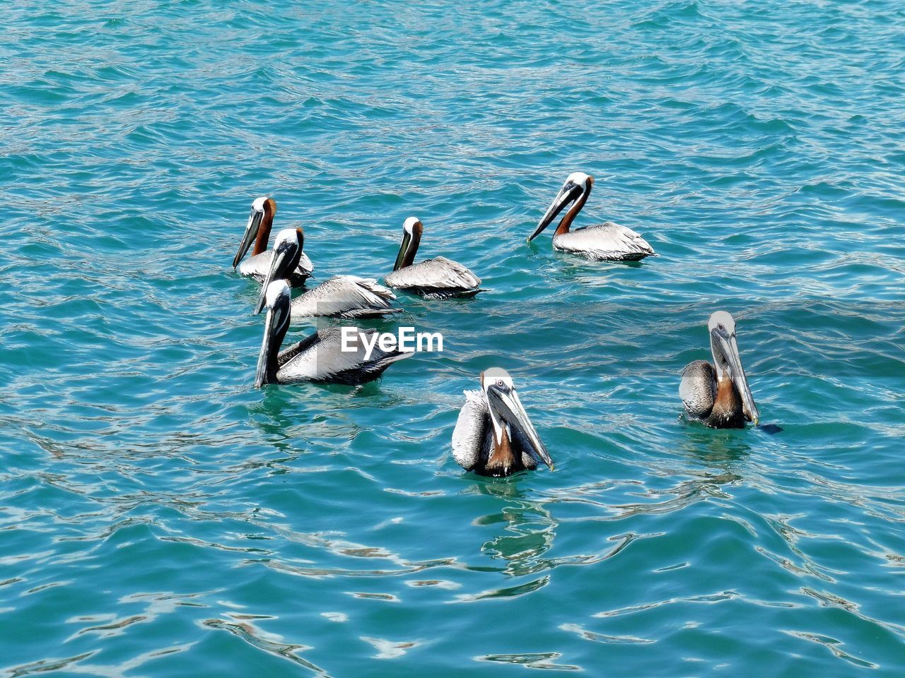 HIGH ANGLE VIEW OF SWANS IN LAKE