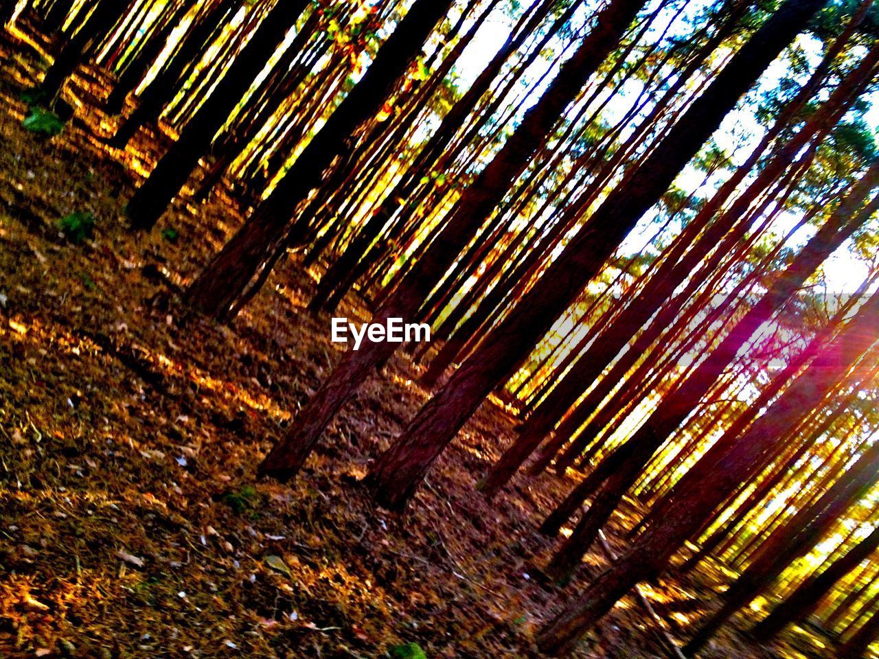 CLOSE-UP VIEW OF TREE IN FOREST