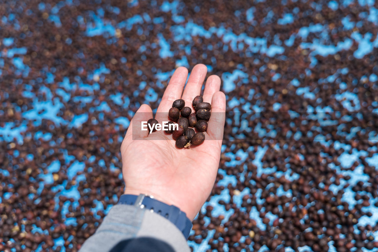 Human hand holding dried coffee cherries, coffee beans