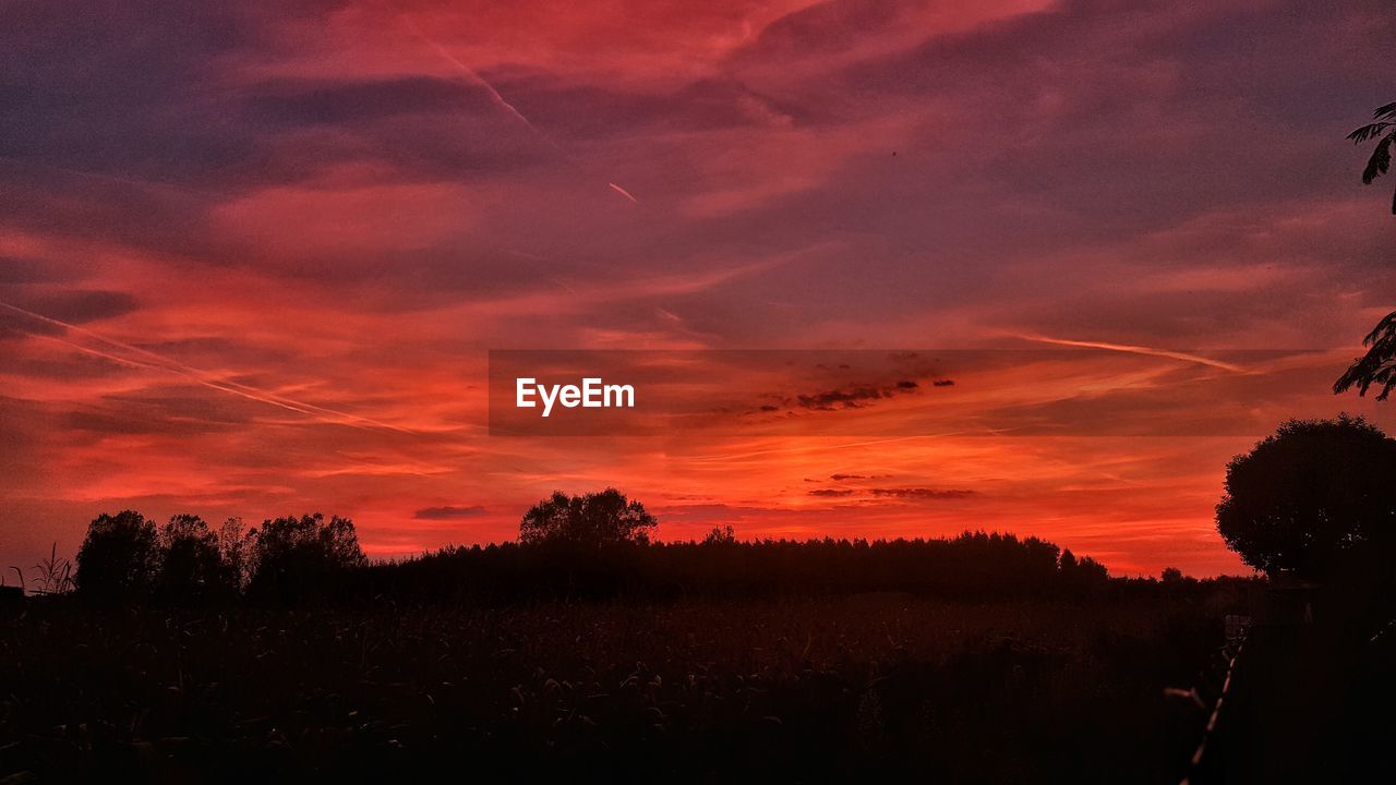 Silhouette of trees at sunset