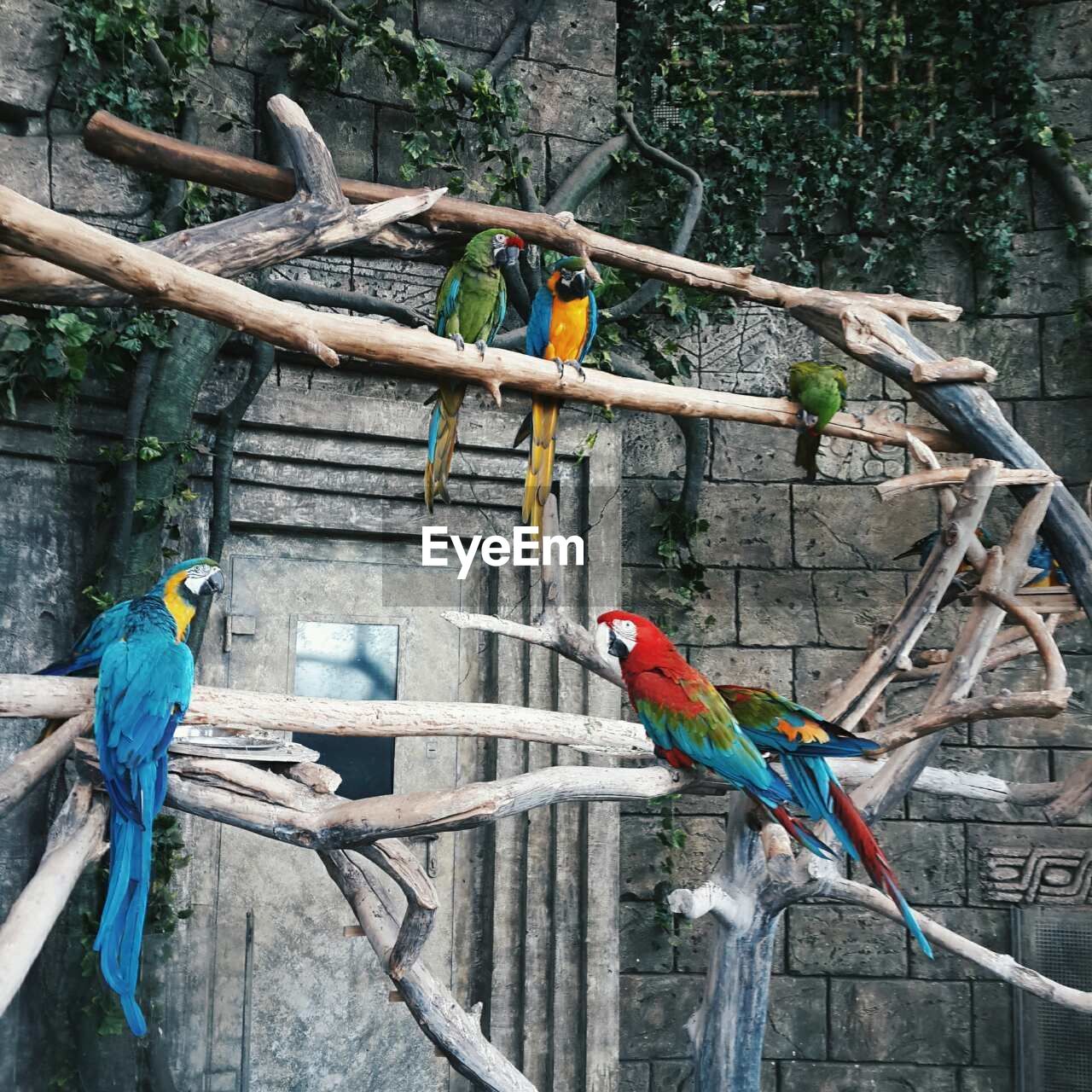 BIRDS PERCHING ON TREE