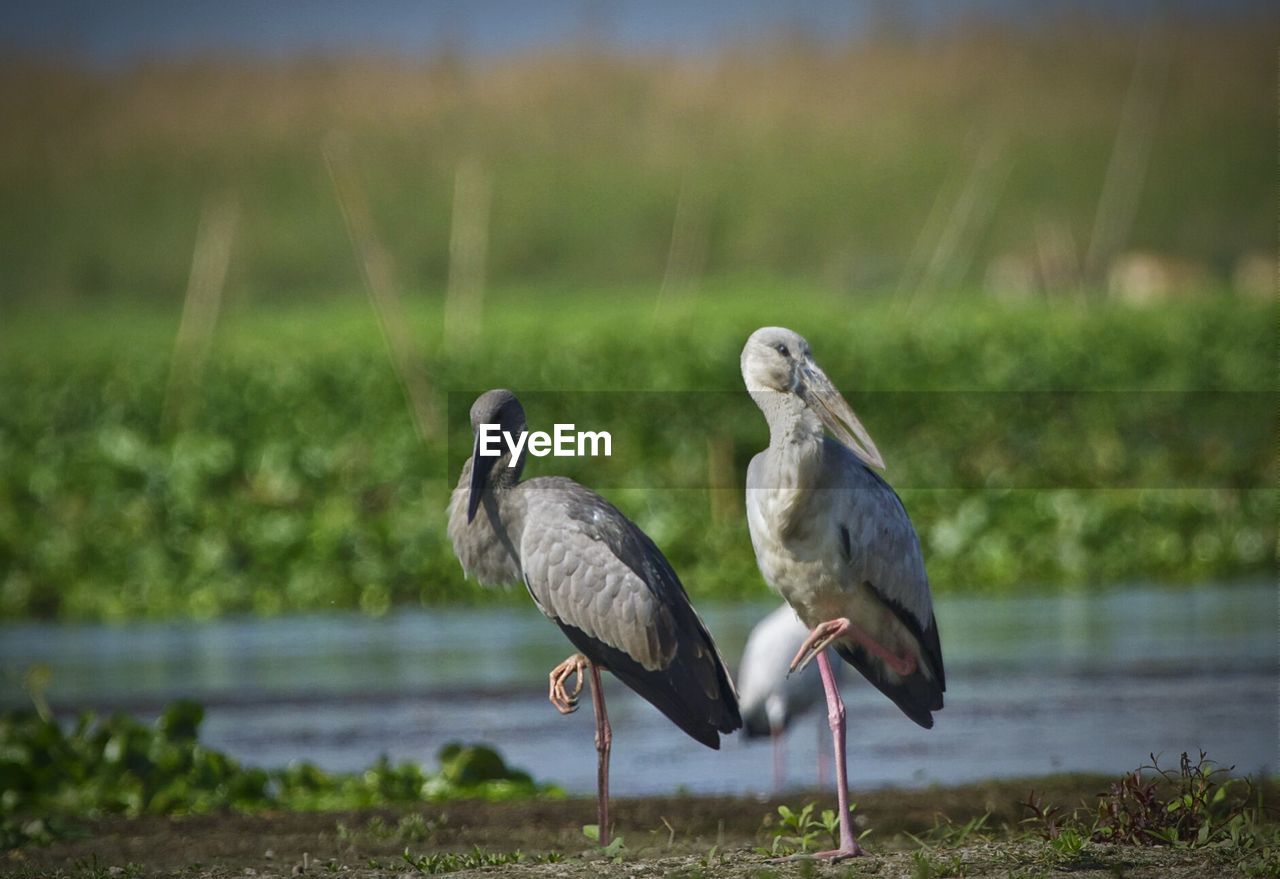 Birds perching on field