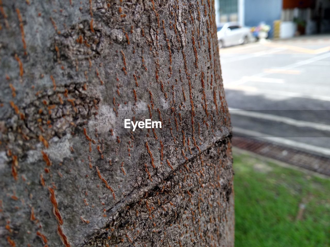 CLOSE-UP OF TREE TRUNK ON GRASS