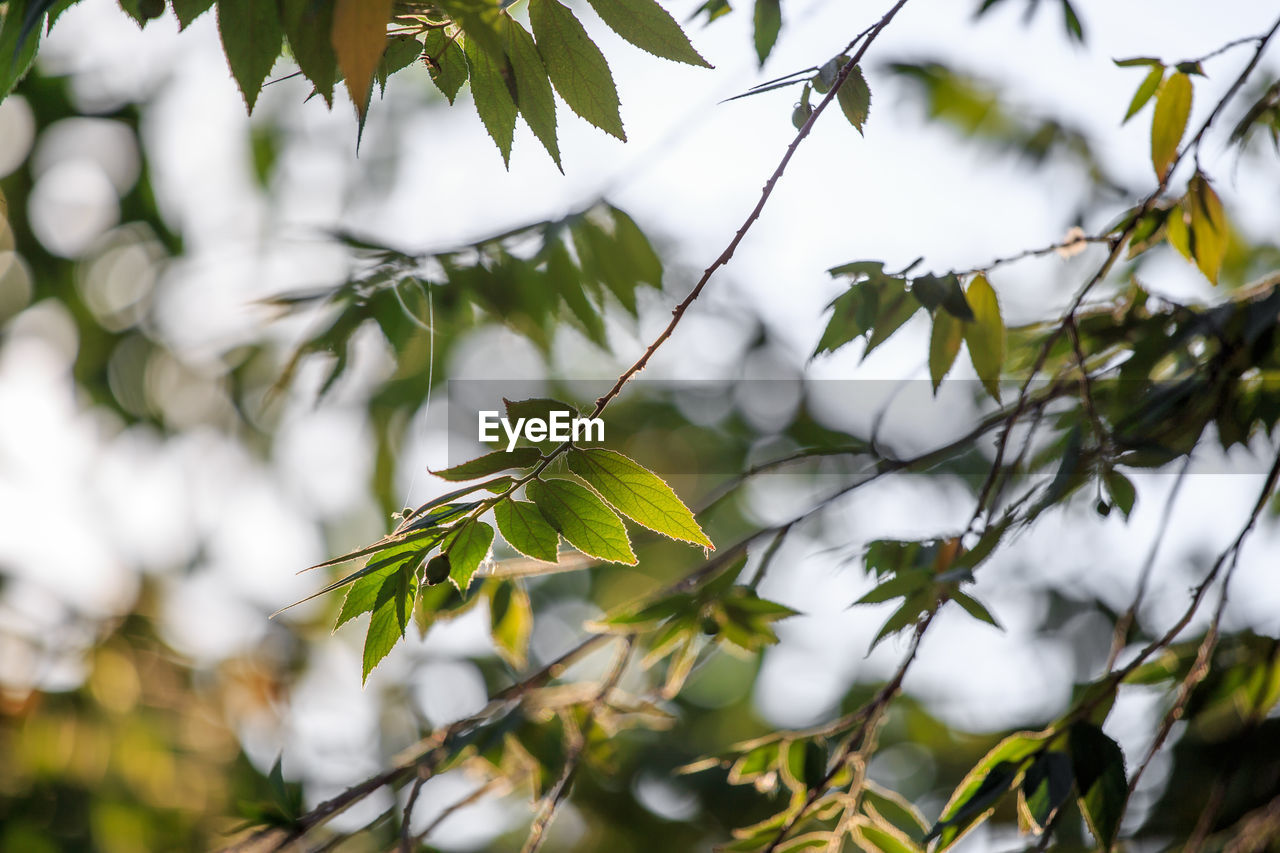 Green leaves dyed in the morning light, bokeh background