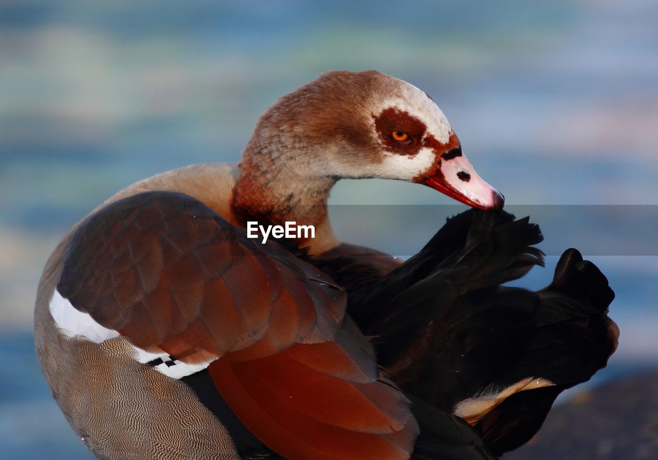 CLOSE-UP OF DUCK WITH LAKE