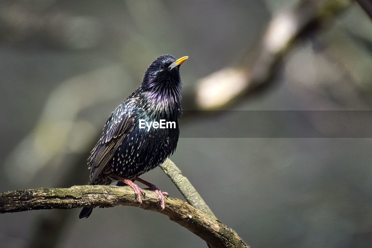 CLOSE-UP OF A BIRD PERCHING ON A BRANCH