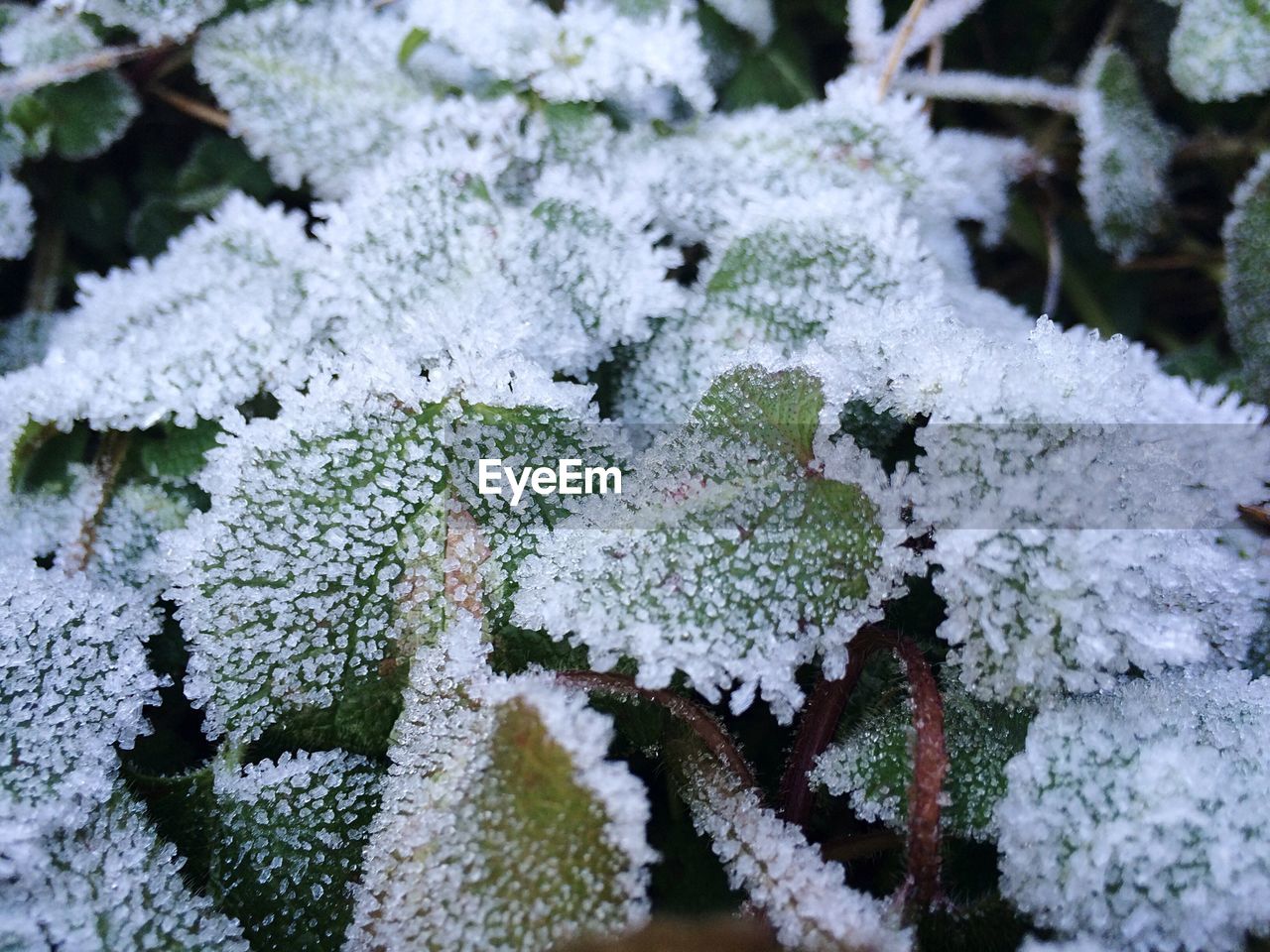 Close-up of frozen plants during winter