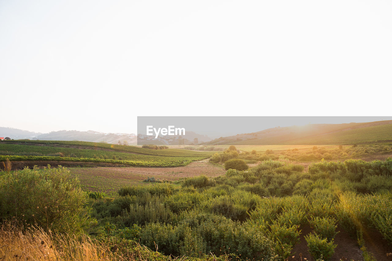 SCENIC VIEW OF LAND AGAINST CLEAR SKY